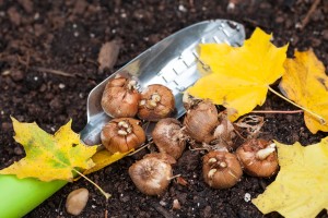 Fall Garden Rejuvenation Tips for Great Spring Plants